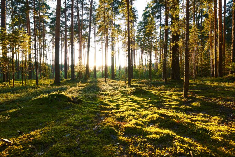 Lepoa myös digistä