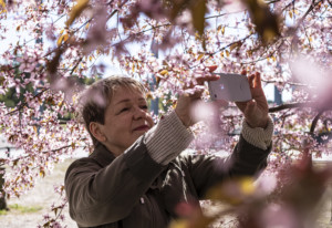 Henkilö ottamassa kännykällä kuvaa kirsikkapuun katveessa